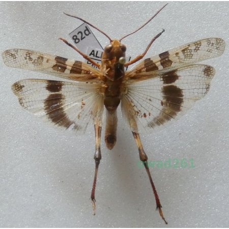Orthoptera2 sp. Albania82d